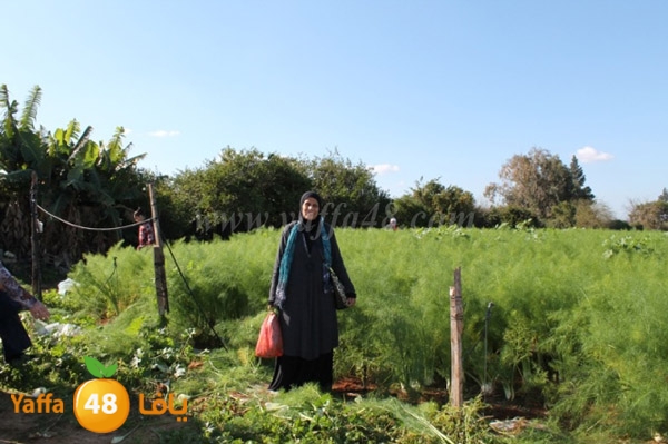 re7la tolkarem (4).JPG